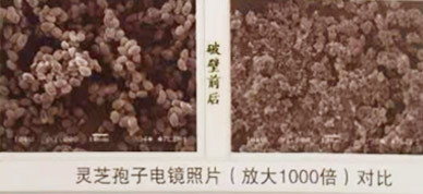 靈芝孢子粉使用說(shuō)明介紹 靈芝孢子粉使用說(shuō)明介紹